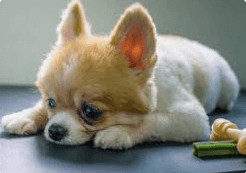 Bobzilla's Research on Advanced Glycation End products (AGEs) is Almost Complete!