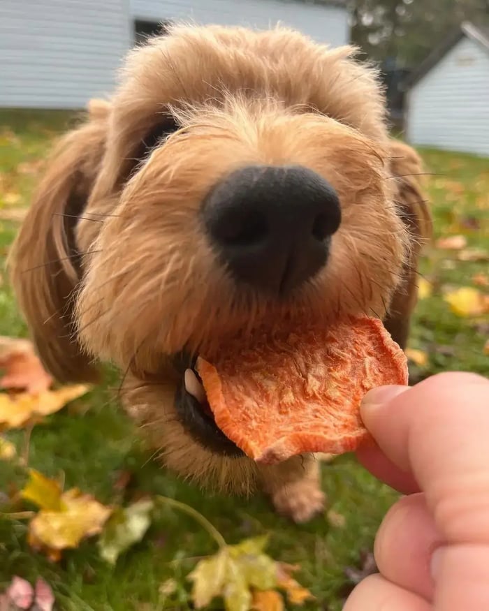 A close-up of a small dog eagerly biting into a sweet potato dog treat outdoors, with autumn leaves visible in the background, highlighting the natural and healthy treat option from PierrePark.