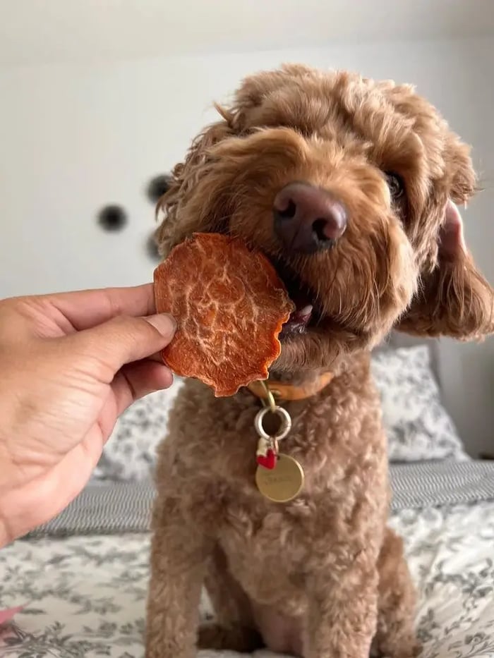 A curly-haired dog eagerly biting into a single-ingredient sweet potato dog treat, highlighting the healthy and natural snack offered by PierrePark