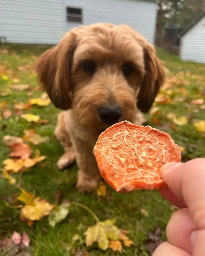 A small dog sitting outdoors, focused on a hand holding a piece of sweet potato dog treat, with autumn leaves scattered on the grass, showcasing the dog's anticipation and the natural treat option from PierrePark.