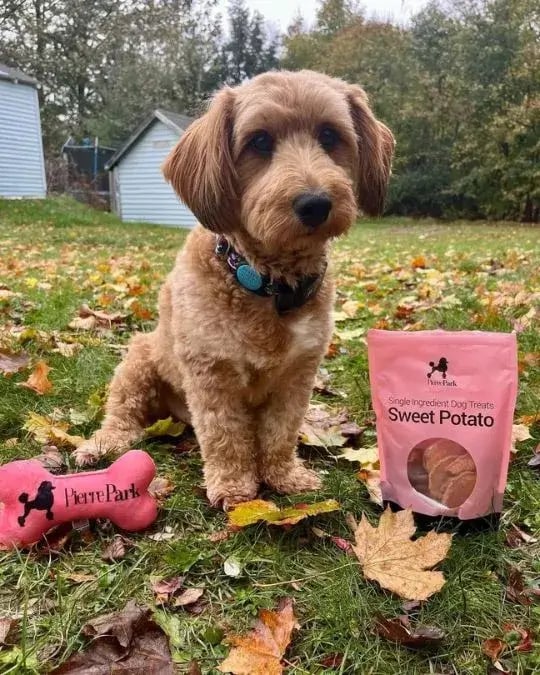 A small dog sitting outdoors on grass surrounded by autumn leaves, next to a bag of PierrePark Sweet Potato dog treats and a pink PierrePark bone toy, showcasing a natural and healthy snack option for dogs.