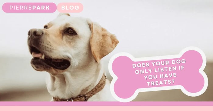 My Dog Only Listens When I Have Treats: Overcoming the Treat Dependency