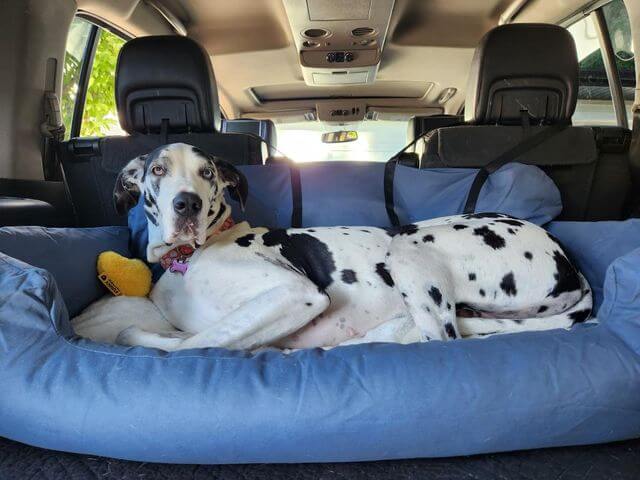 Dog Bed