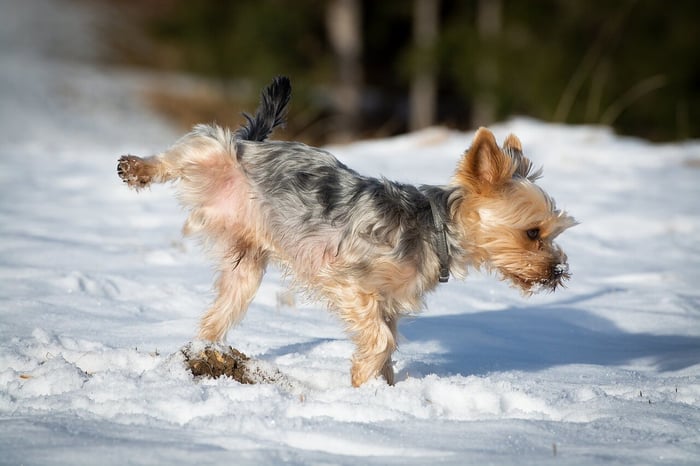 How Often Do Puppies Pee? A Vet Explains