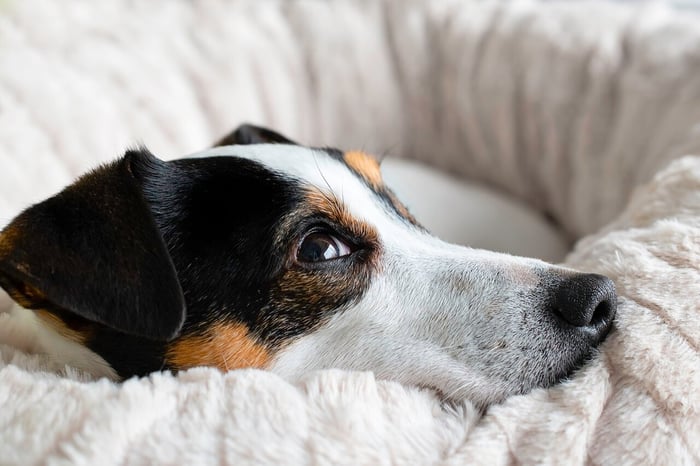 A Guide to Picking the Best Dog Bed for Your Dog