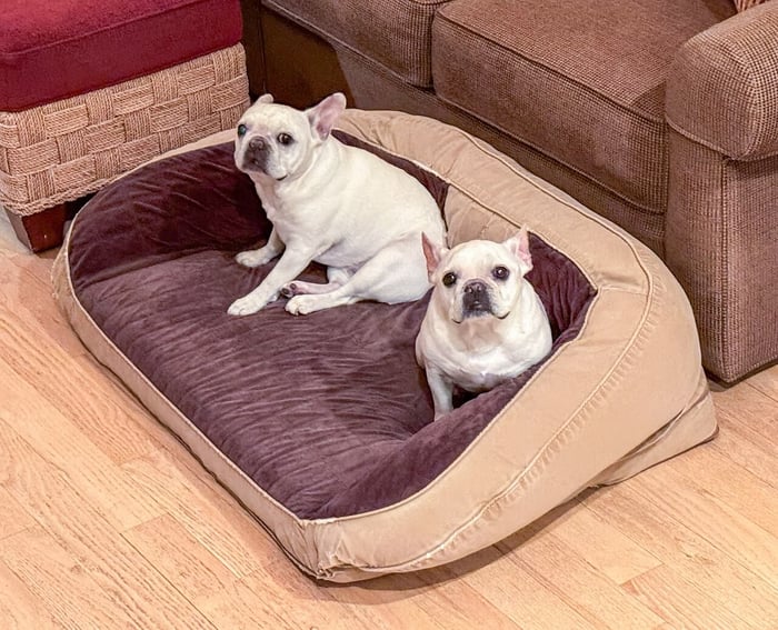 A Guide to Picking the Best Dog Bed for Your Dog