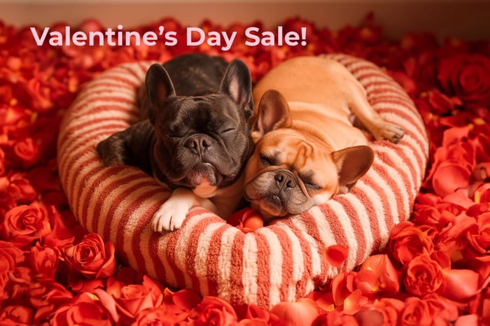 The 6 Best Valentine's Day Gifts for Your Dog in 2024