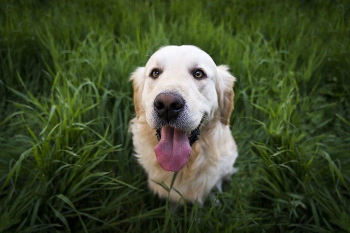 Golden Retriever Information and Characteristics