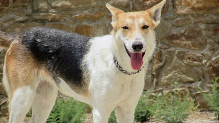 Why Does My Dog Like Stare at Me? Discover the Facts Now!