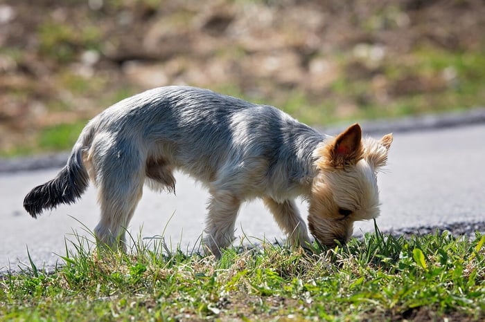 Why Do Dogs Smell Your Crotch?