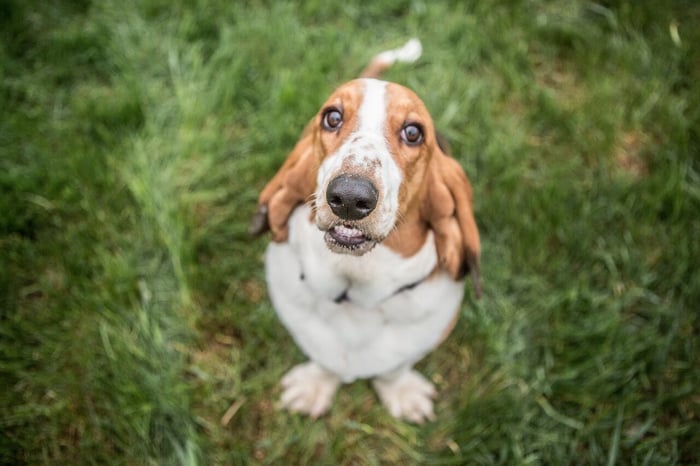 Basset Hound Information and Characteristics