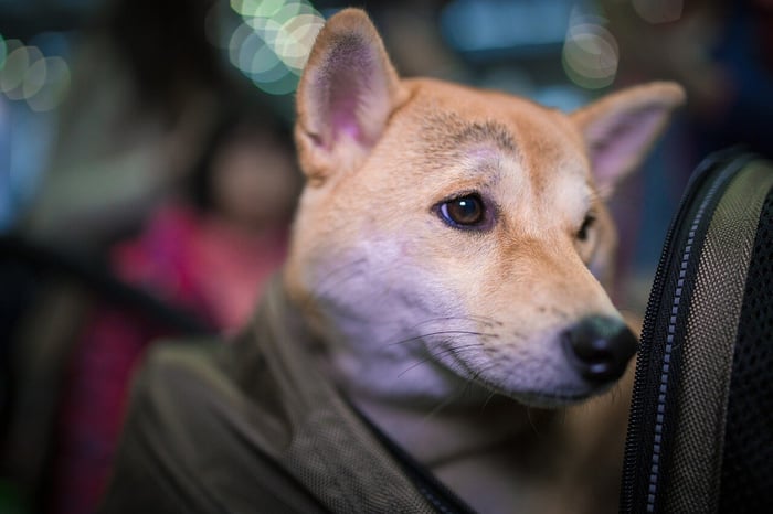 Best Dog Bed to Keep Your Dog Warm in Winter