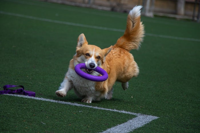 Why Do Dogs Bring Toys to Greet You?