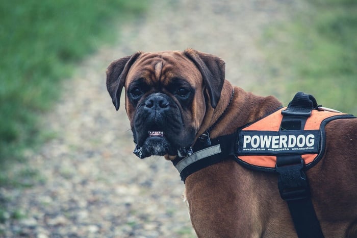 Cane Corso Information and Characteristics