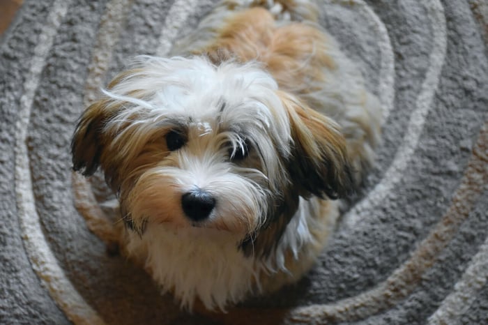 Havanese Dog Breed: Characteristics, Care, Training, and Health Tips