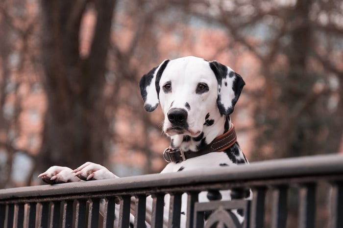 Black Friday Special: The Best Cozy and Calming Pet Gear for Winter