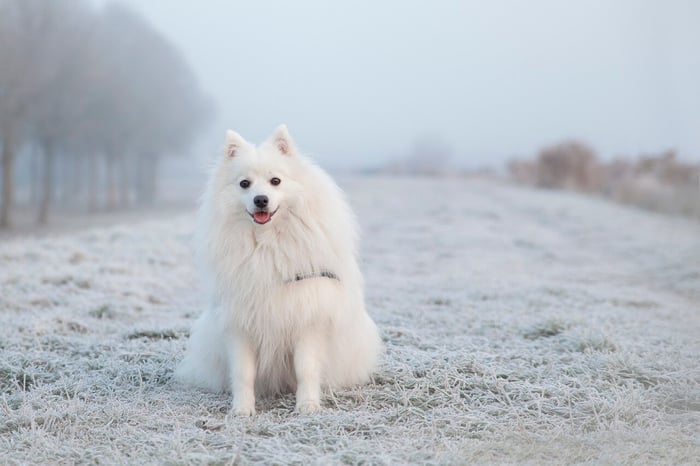 Tips for Winterizing your Pet