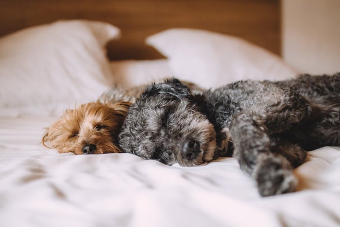 Best Dog Beds for Winter