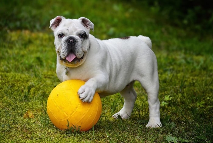 What Material is Best for Dogs?