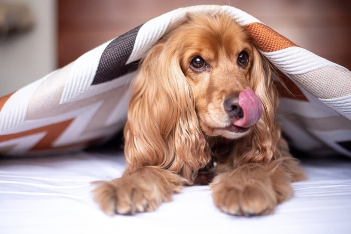 dog bed recommendations.