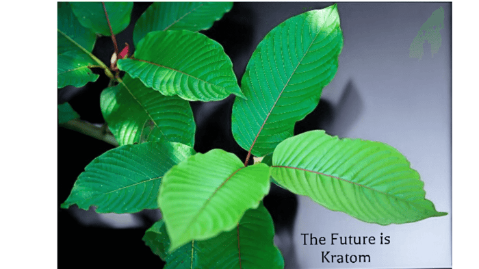 The Future of Kratom: Emerging Research and Potential Uses