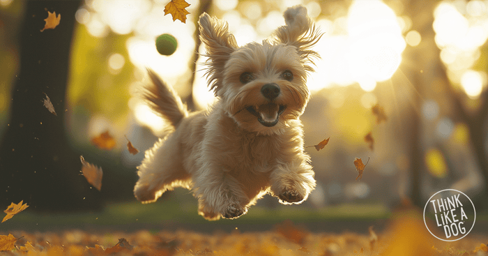 Why you need a Manic Pixie Dream Dog In Your Life
