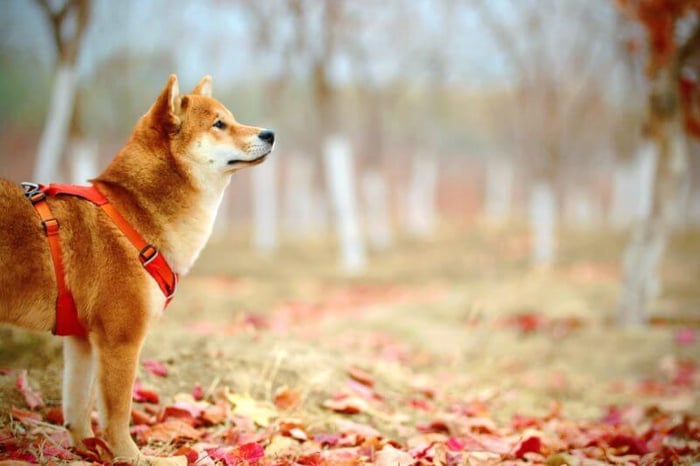Who Rescued Whom?