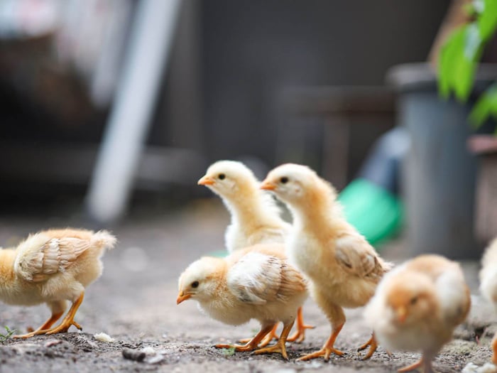 raise baby chicks