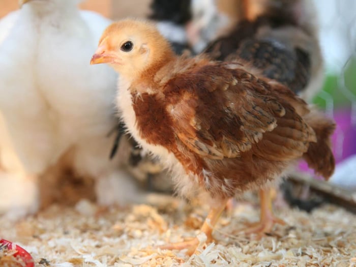 raise baby chicks