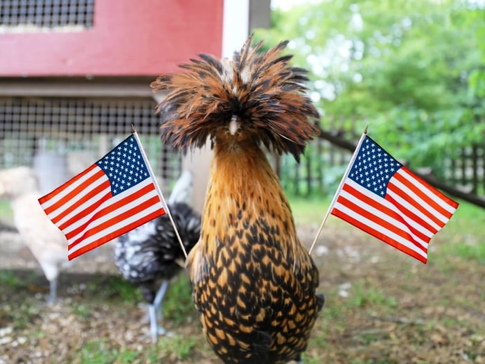 fireworks and chickens