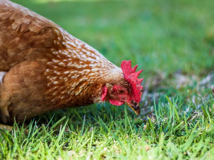 backyard projects with chickens