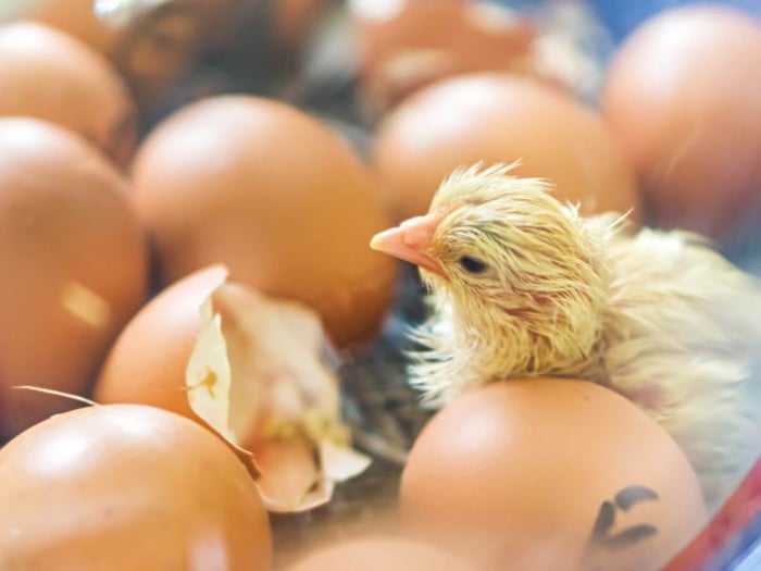 incubator vs broody hen