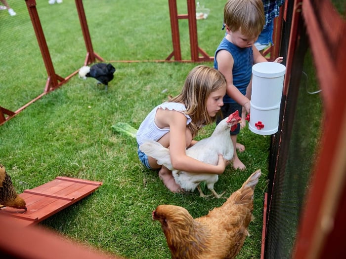 raising chickens with kids