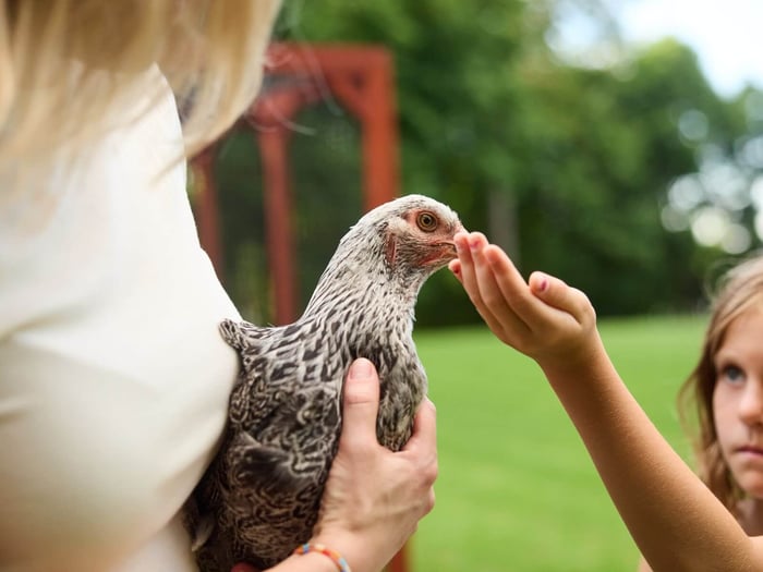 raising chickens with kids
