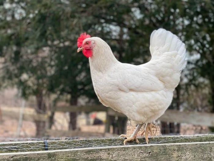 best egg laying chicken breeds
