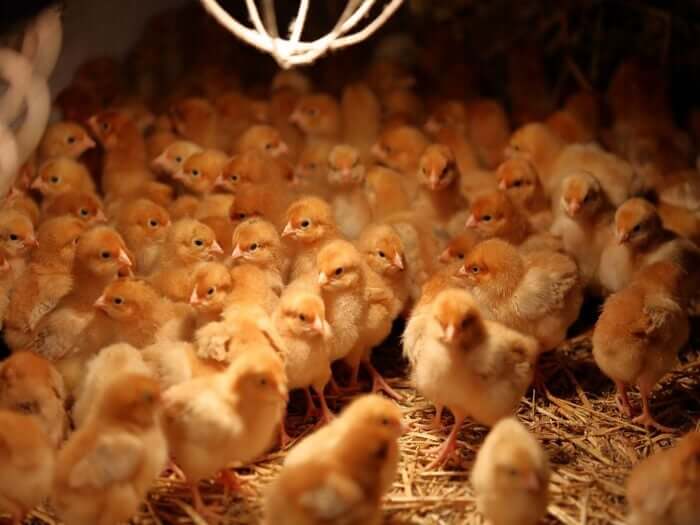 Avoid Heat Lamps chicks