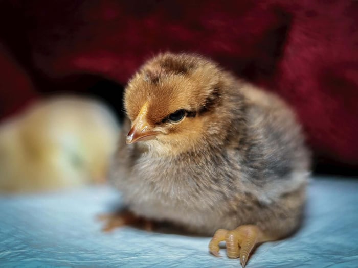 baby chick care