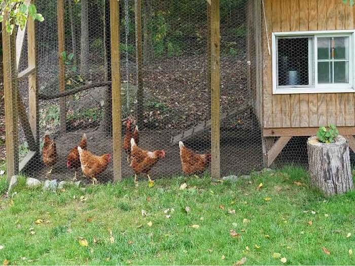 Backyard Chickens in Suburbs