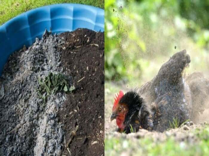 Benefits of a DIY Chicken Dust Bath