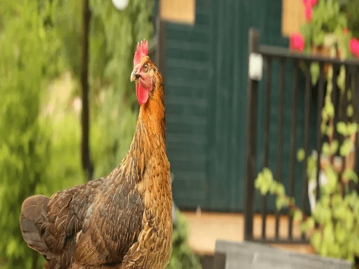 Benefits of Backyard Chickens for the Community