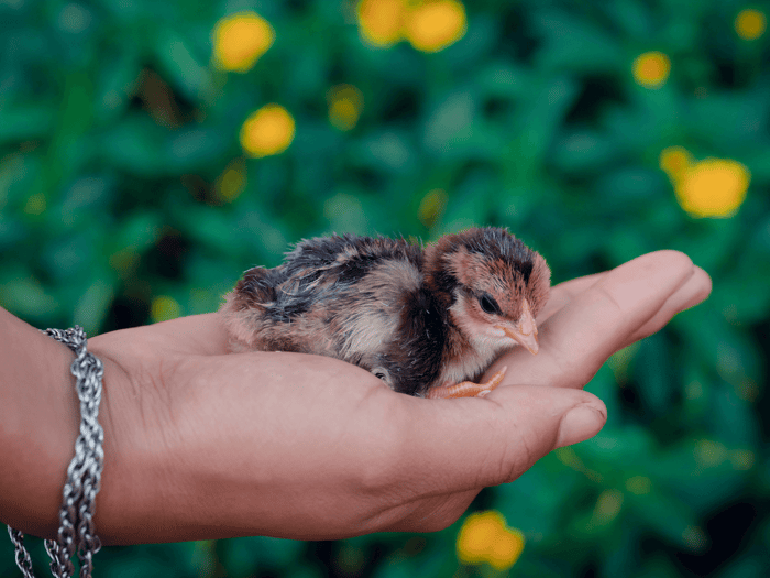 raise baby chicks
