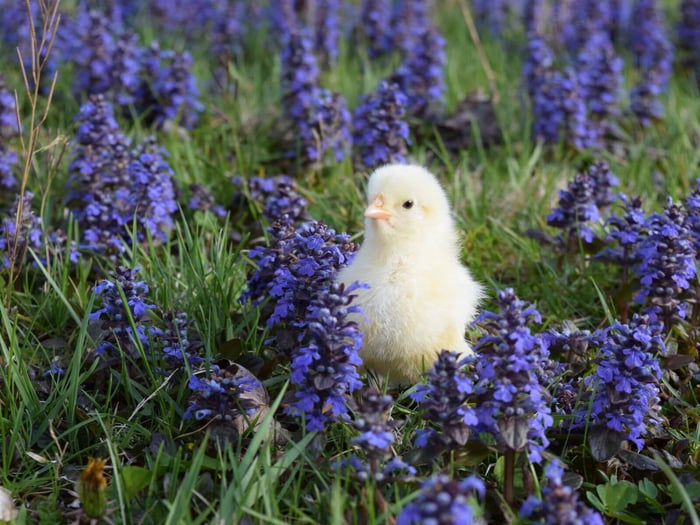 Best Herbs and Flowers to Grow for Chickens
