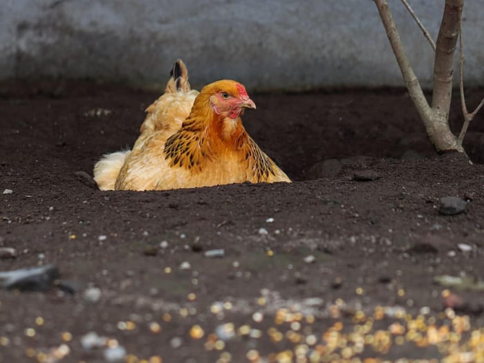 backyard chicken myths