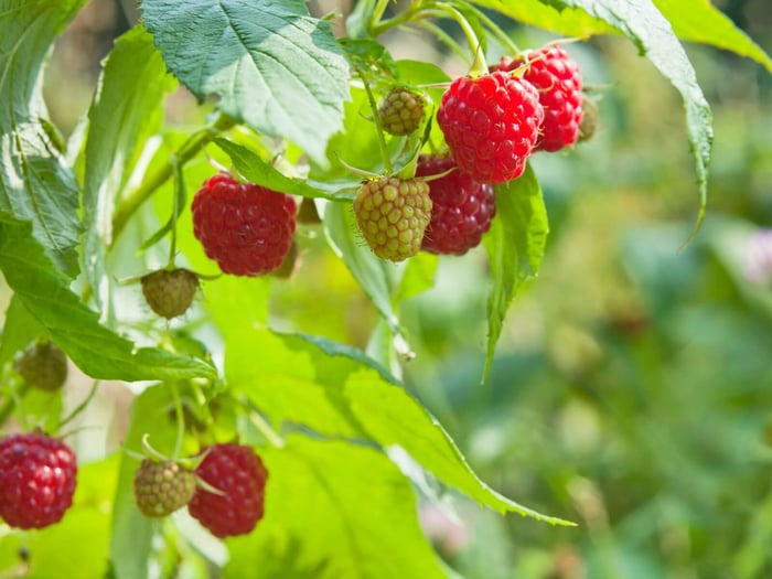 fruits and vegetables to grow for your chickens