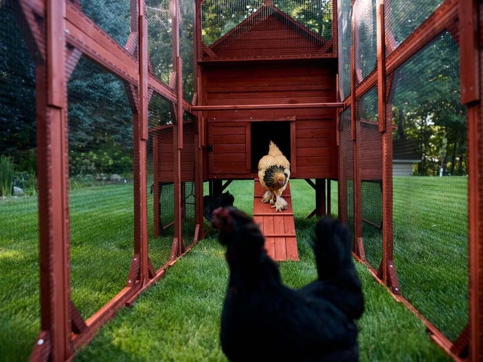 chicken runs