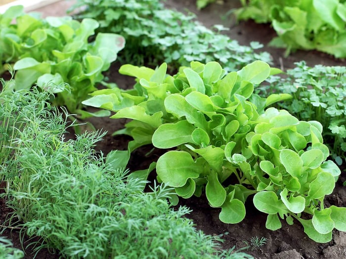 fruits and vegetables to grow for your chickens