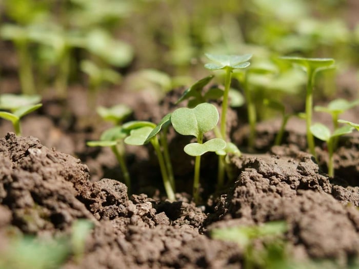 prepare your backyard for spring