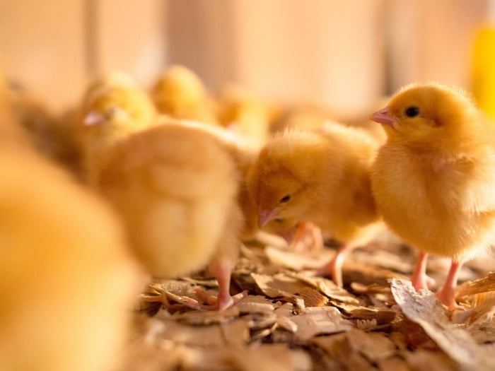 egg prices rising