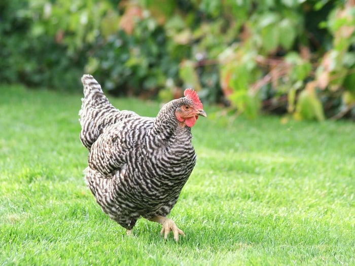 Backyard Eggs vs Store Bought Eggs