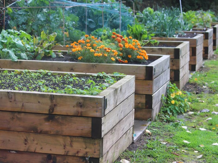 fruits and vegetables to grow for your chickens